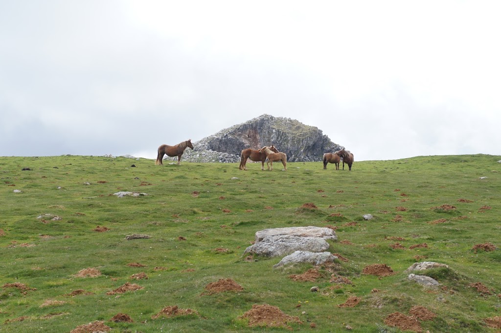 Roncevaux Pass — now with animals!