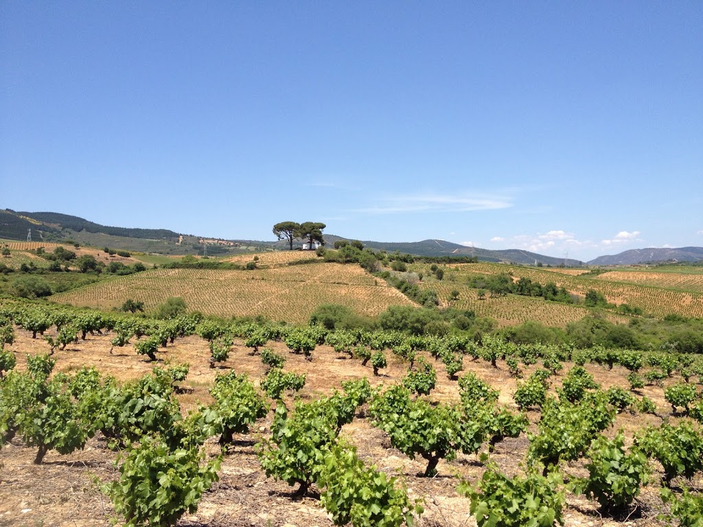 tasting wine in el Bierzo
